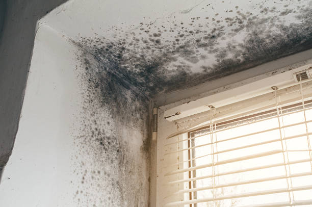 Affordable Commercial Mold Remediation solutions in Surry, VA